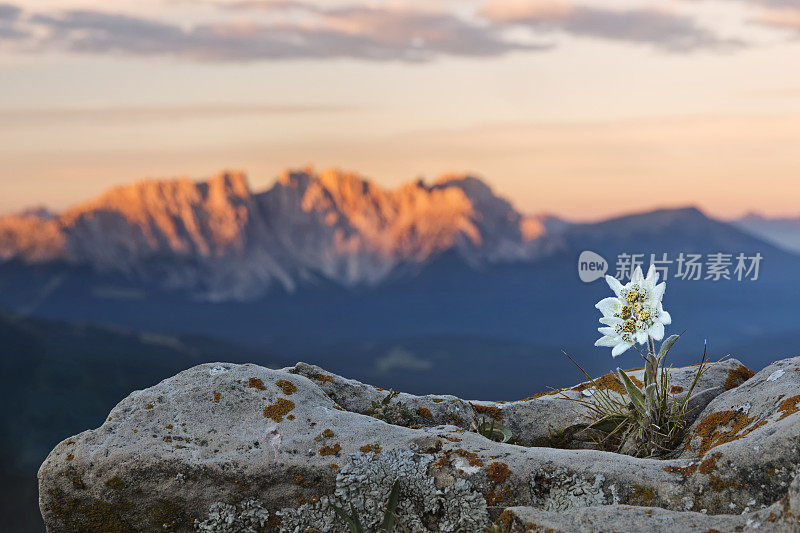 雪绒花(Leontopodium nivale)与Alpenglow在Catinaccio, Latemar山组